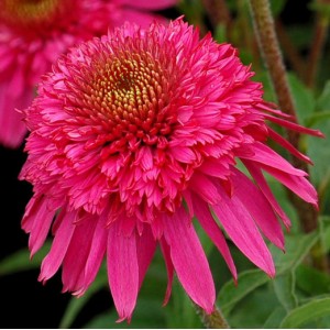 Эхинацея Echinacea Secret Affair